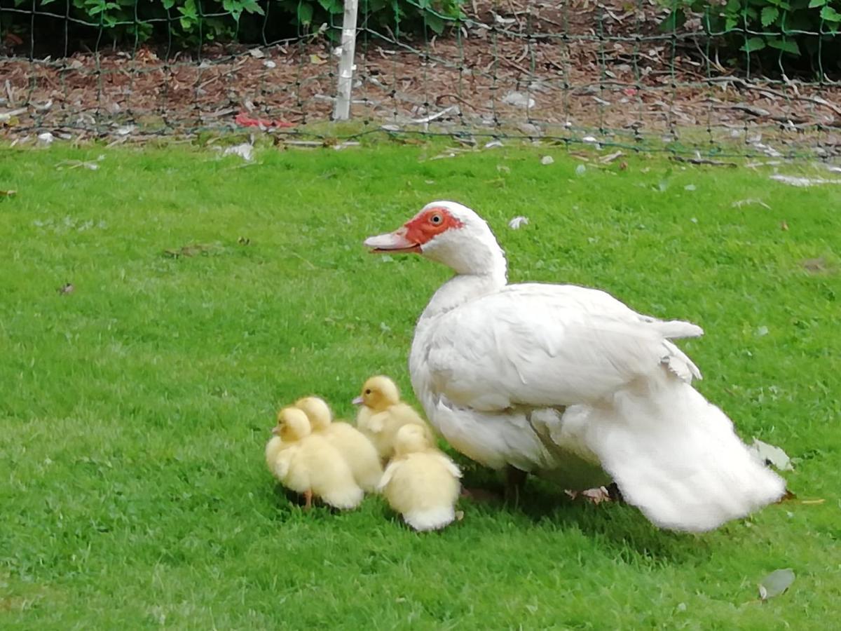 Bed and Breakfast Clumber Lane End Farm Worksop Esterno foto